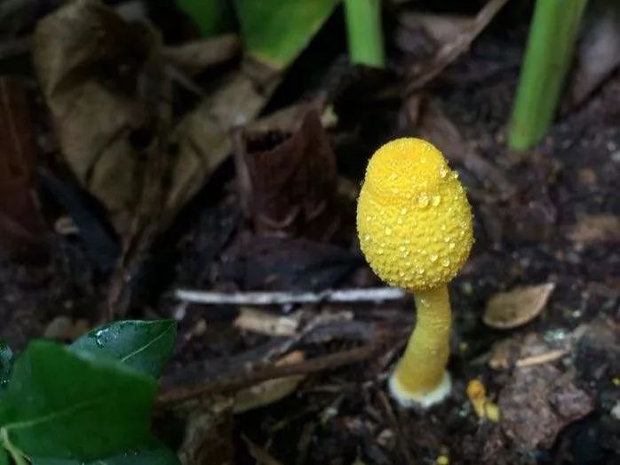 花盆里长出黄蘑菇图片
