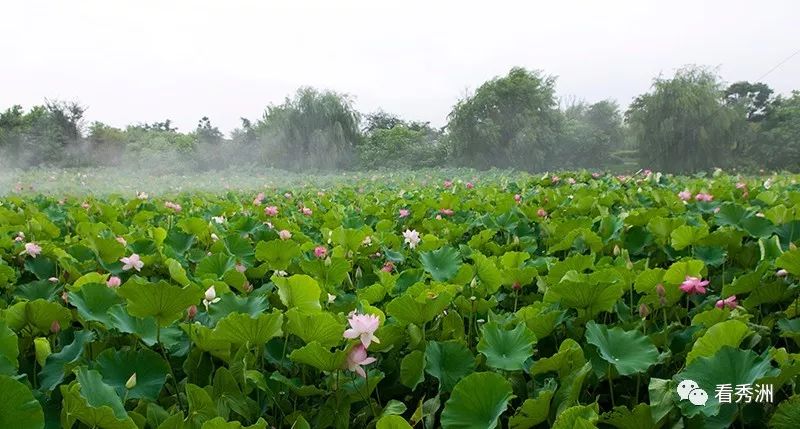 王江涇荷塘葉色你想要的最美田園生活就在這裡