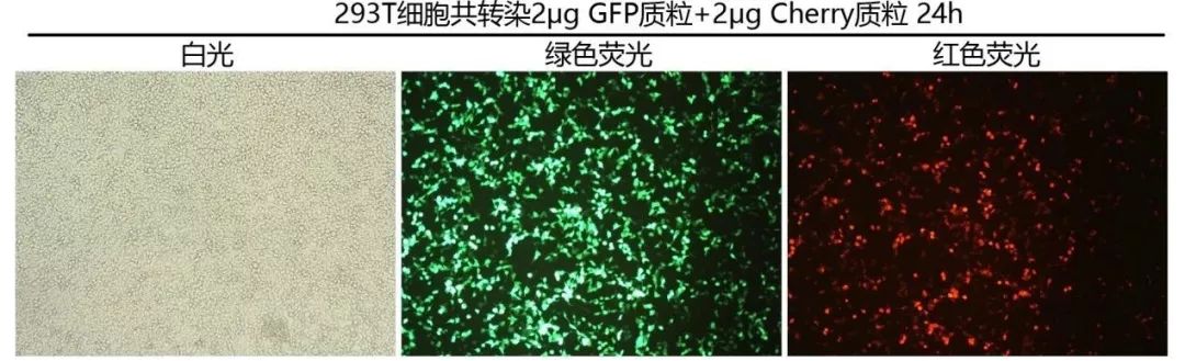 對於難轉染細胞系,消化懸浮後能夠提高轉染效率▽ 適用於懸浮細胞系裂