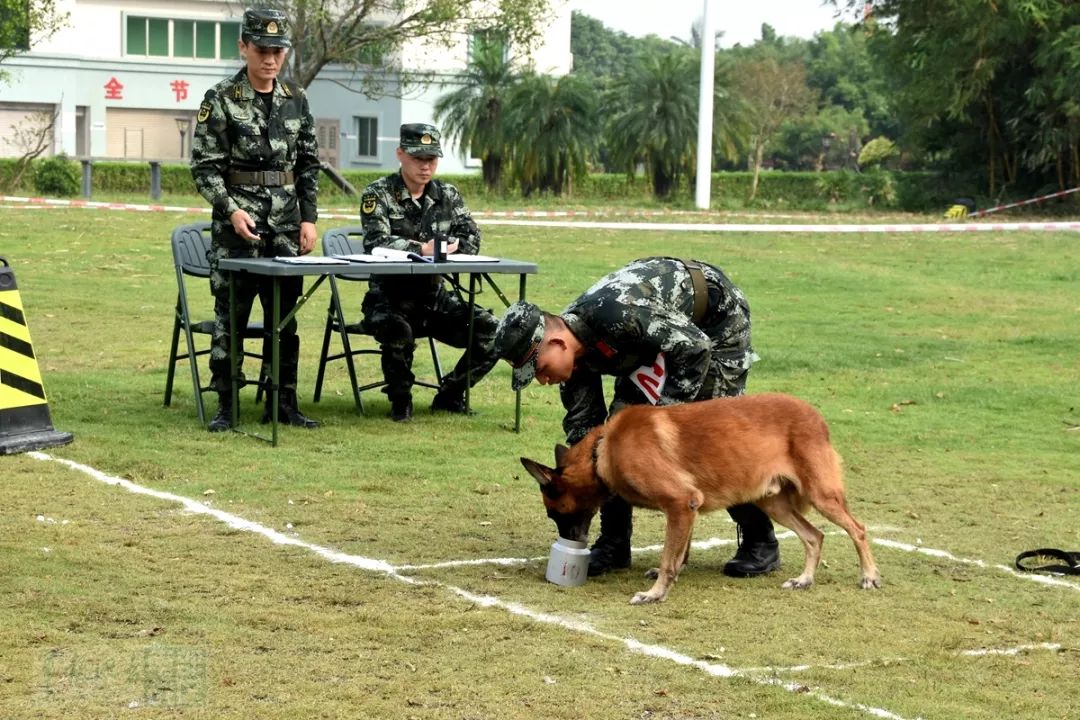 武警广州警犬基地图片