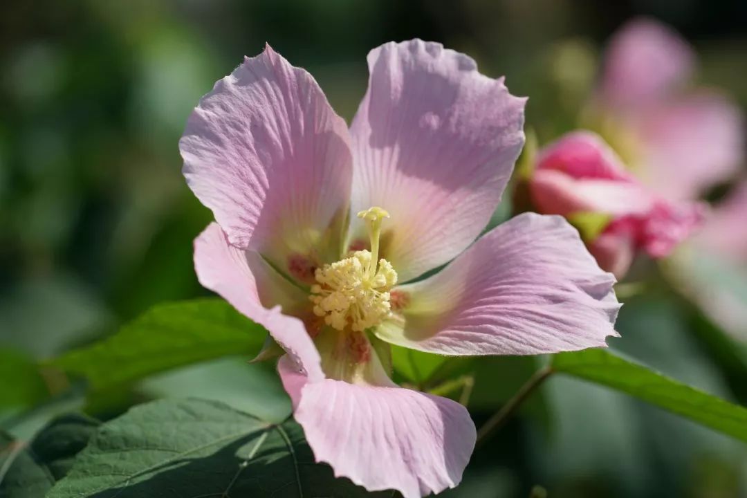 天府芙蓉園還你一個現實版的花重錦官城