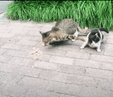 猫咪打架动图gif图片