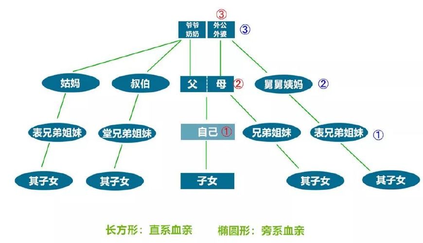 家族谱系结构图三代图片