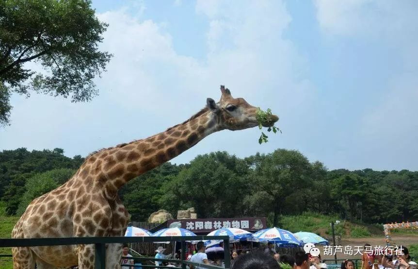 【天馬國慶*瀋陽方特 撫順皇家極地海洋世界(5館) 森林動物園】三日遊