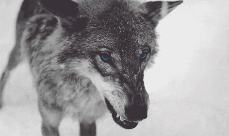 狼的动态壁纸高清图片