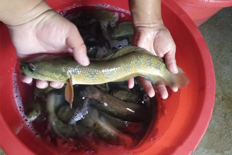 新丰农村最常见的几种野生河鱼现已近乎绝迹