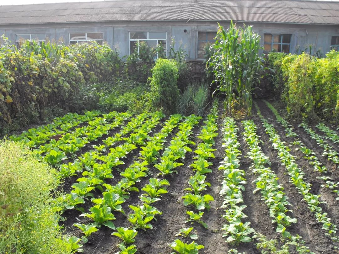 現在只要來九州廣場售樓處,就能免費領農家菜園鮮蔬!