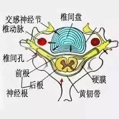 颈椎神经分布图高清图图片