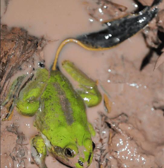 世界上最大的蝌蚪长25厘米变成青蛙的样子让人无语
