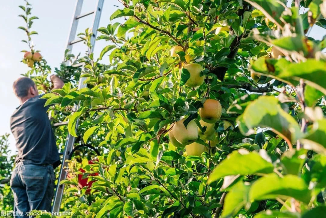 2,華生祥葡萄種植專業合作社3,富強梨種植專業合作社4,聖果莊園農業