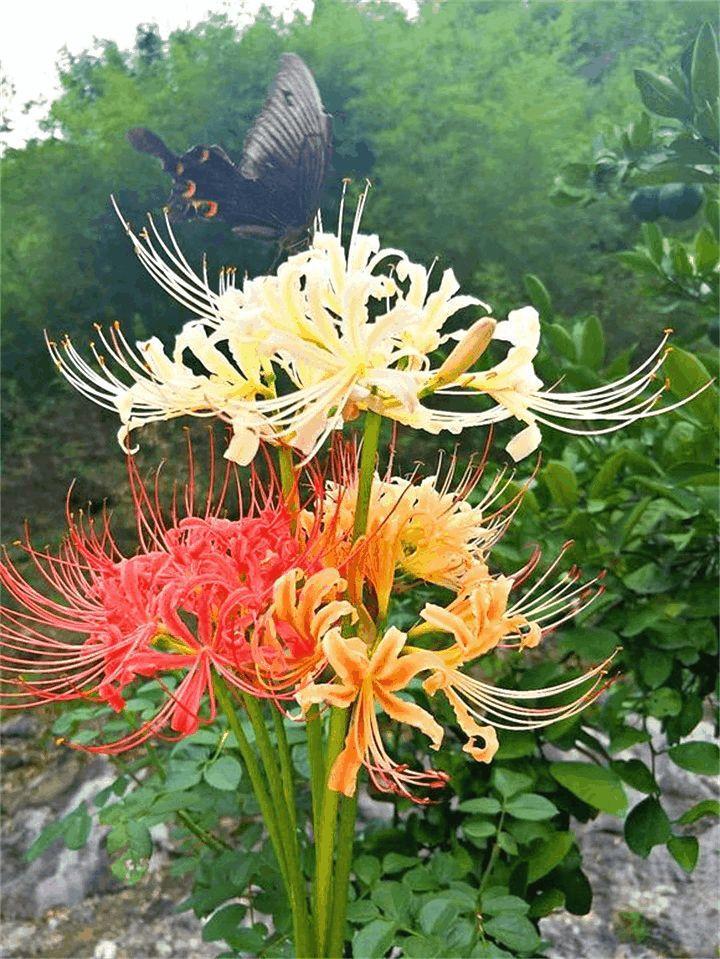 這花有花無葉有葉無花被稱作死亡之花