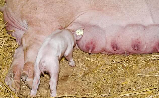 母猪不吃食怎么办提高母猪采食量的方法