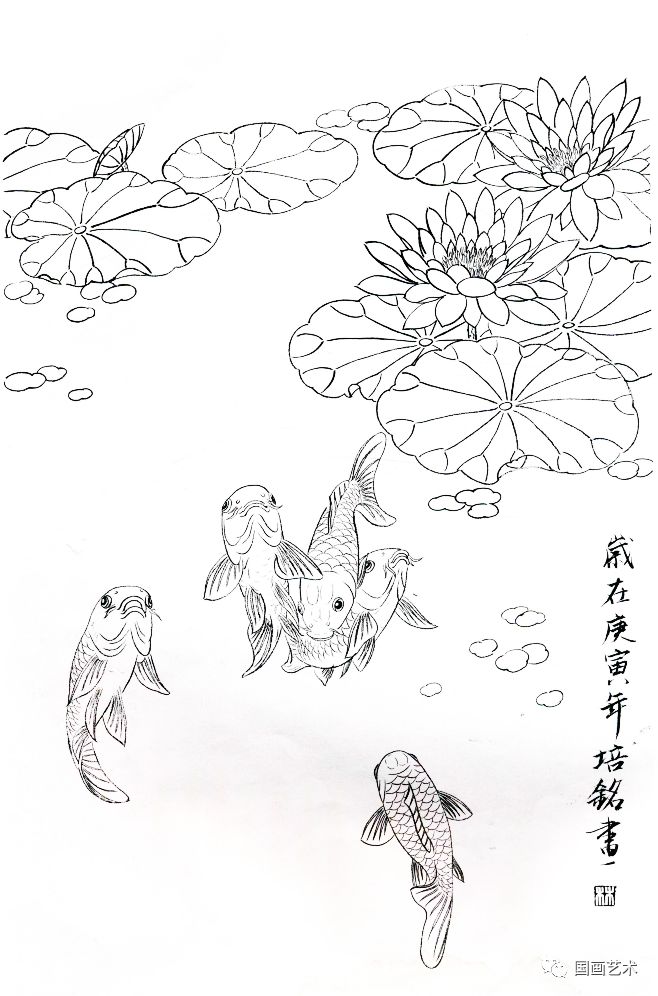 图文教程工笔锦鲤画法与白描画稿