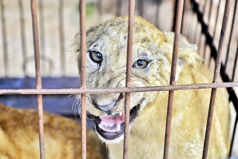 翡翠灣野生動物園引進安徽專業馬戲團隊,有近20位馴獸師,節目有大型的