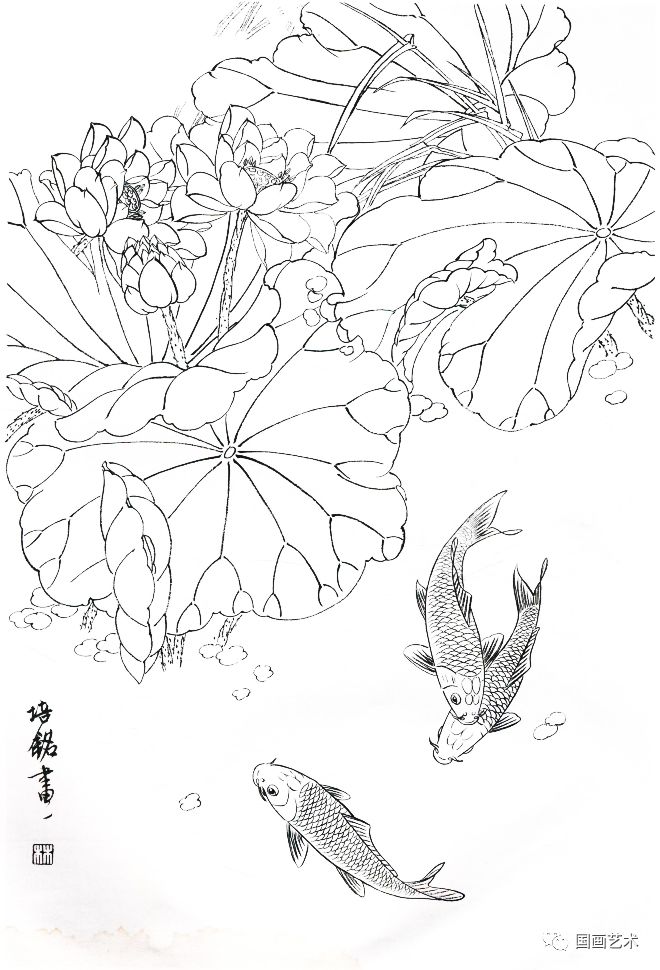 鲤鱼素描图片白描图片