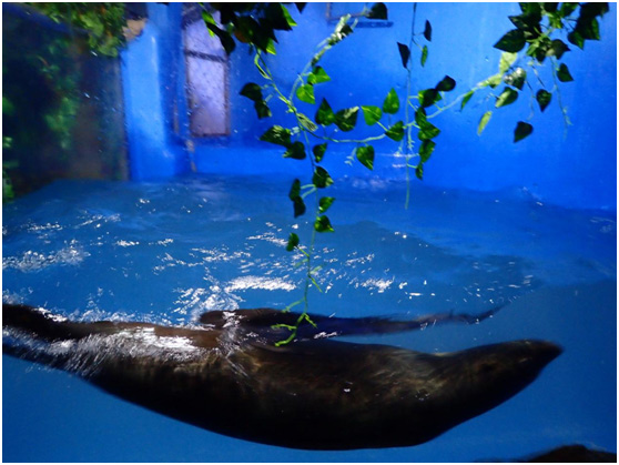 海洋生物,10幾種體型巨大而兇猛的鯊魚,120米的超長全景觀海底隧道