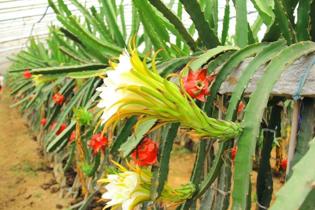 就在高羅板寮摘生態有機火龍果賞花果同樹奇觀