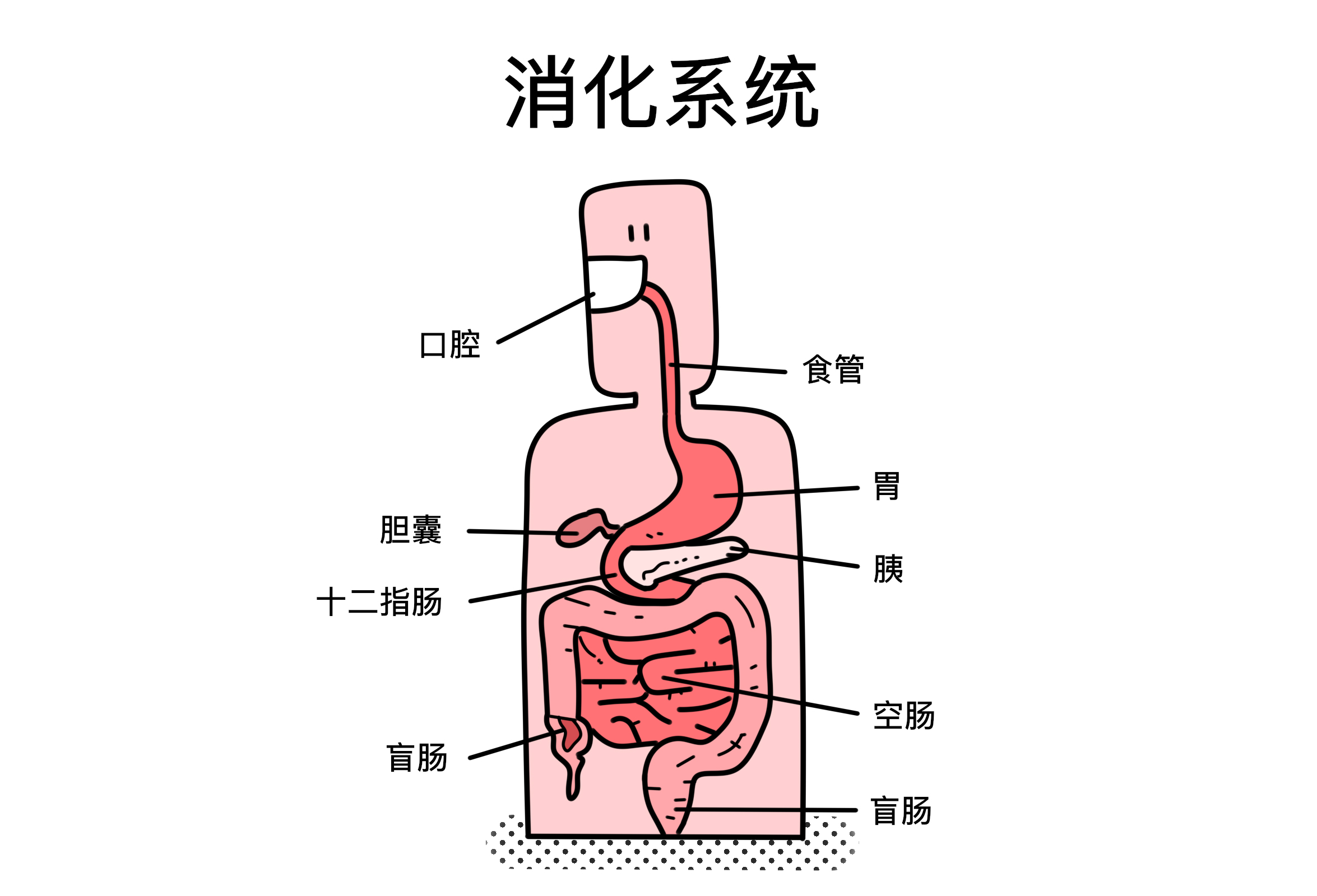 消化管结构图图片