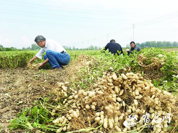 宿遷5萬畝小花生成就大產業 農民喜獲豐收笑開顏_潼陽鎮