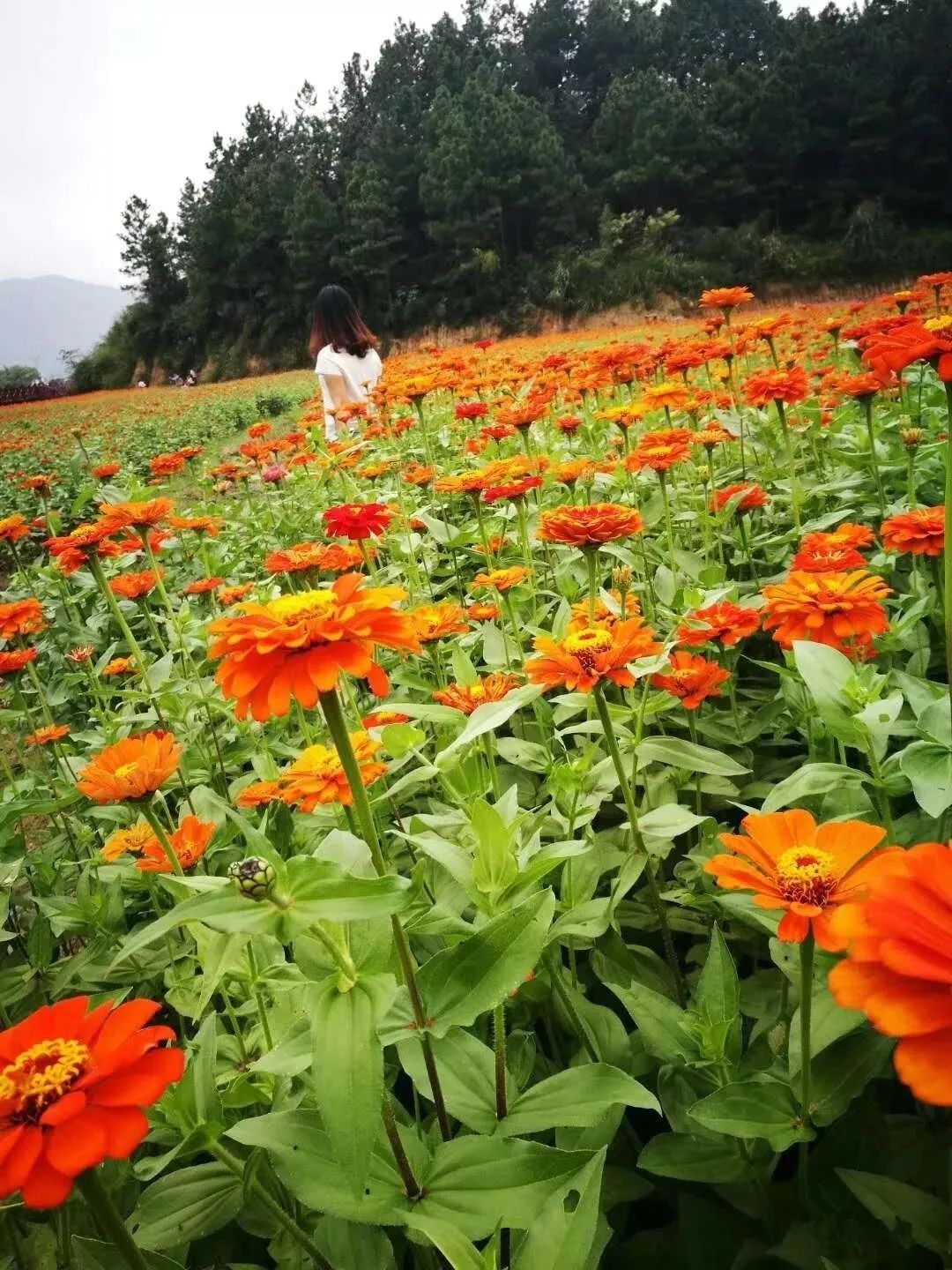 永州花千谷景区图片