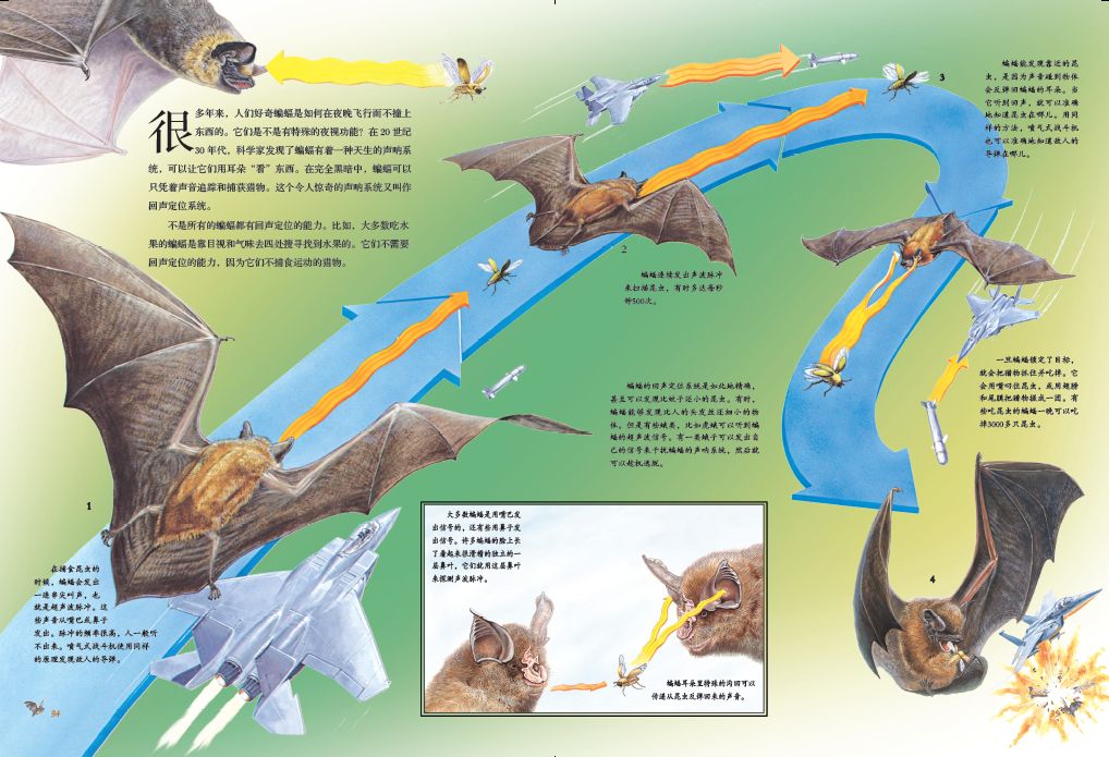 測試| 你是動物小專家嗎?_蝙蝠