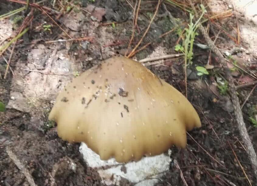 國慶出遊遇大黃雞樅七彩雲南金秋菌香濃濃