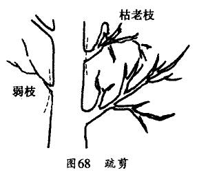 果树修剪入门这些都不会就真说不过去了快收藏