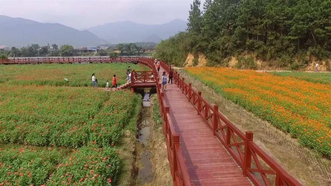 永州花界花千谷百花上线~是时候来睬一睬了!