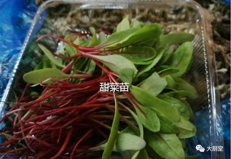 甜菜苗酸模葉安娜苗迷迭香百里香白菜苗紅梗酸膜玉米苗繡球花香椿苗