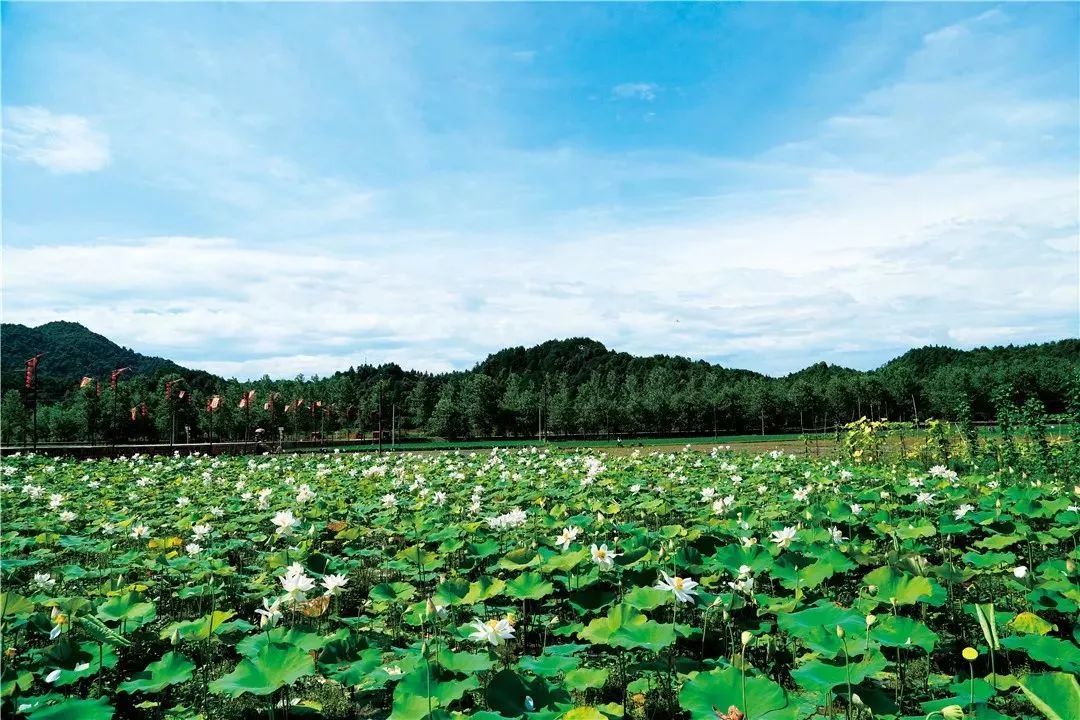 鄱湖半岛鄱湖半岛—鄱阳县饶丰灌湖瓷园艺术农庄—鄱阳县三庙前莲