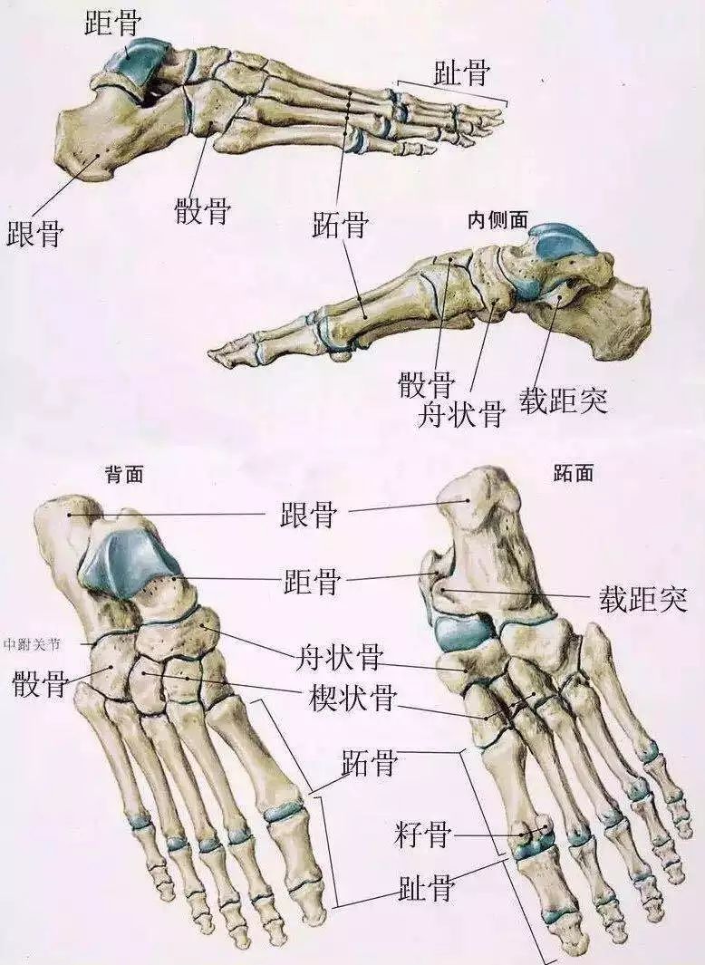 跖骨解剖图图片