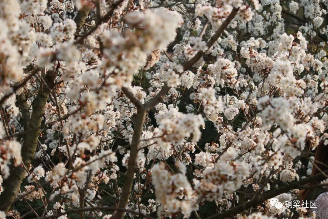 铜梁双山樱花基地图片