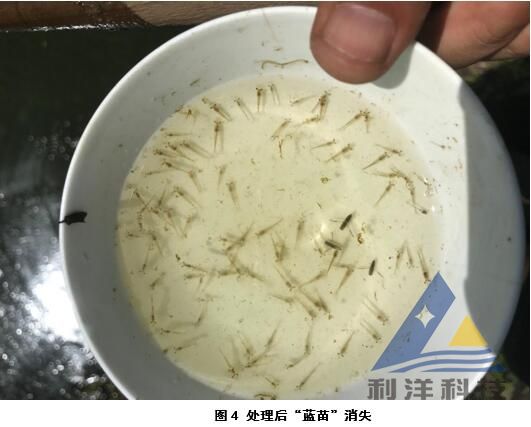 【案例分享】成功處理南美白對蝦