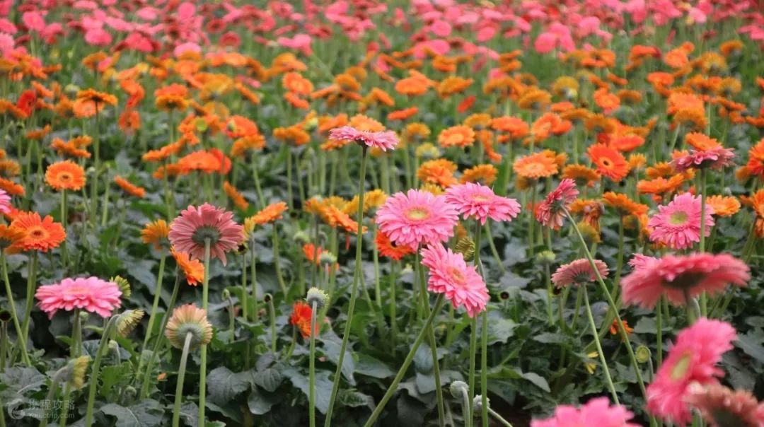 10月14日夢裡水鄉百花園與霸王龍有一個演講約會