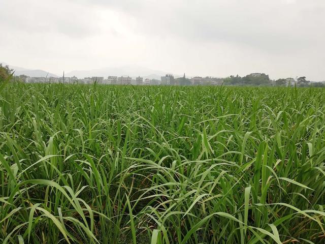 江西三清湖畔,窯山村民蘆葦蕩