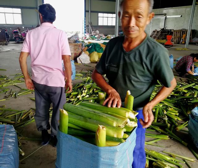 江西三清湖畔,窯山村民蘆葦蕩