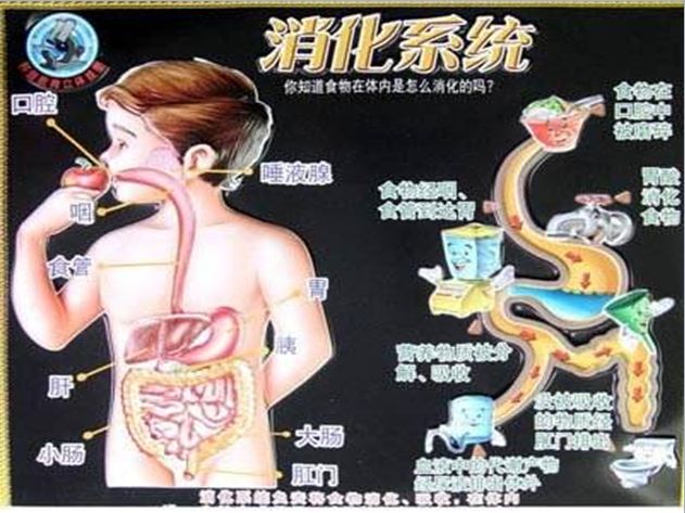 继而向孩子们展示了食物在人体内消化的过程