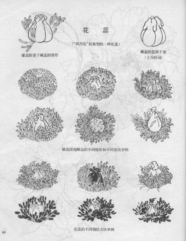 牡丹花解剖图图片