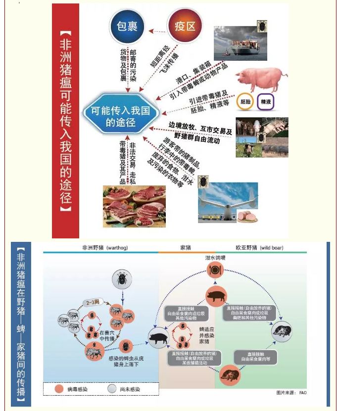 最新消息营口市非洲猪瘟得到有效处置