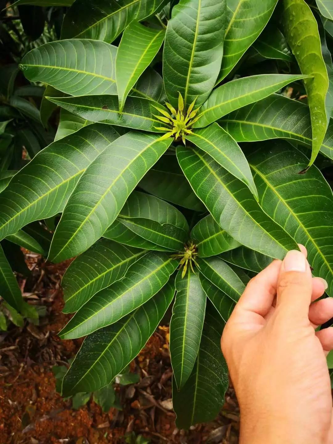 10月份芒果管理要點促稍催花保果一樣不能落