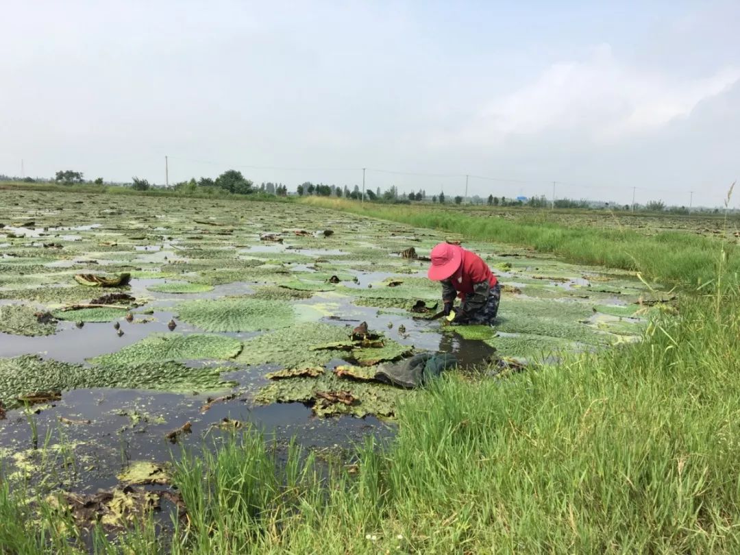 惠氏家族与鸡头米的爱恨情仇