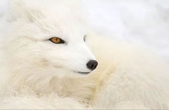 直觉的白狐是很有灵性的!