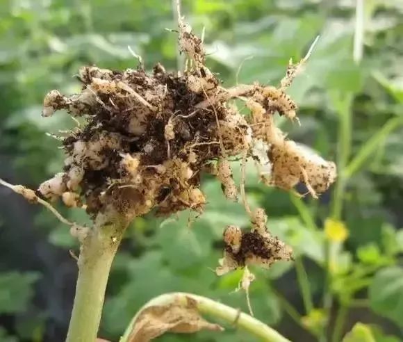 植保不管根結線蟲還是根腫病一招拿住病害