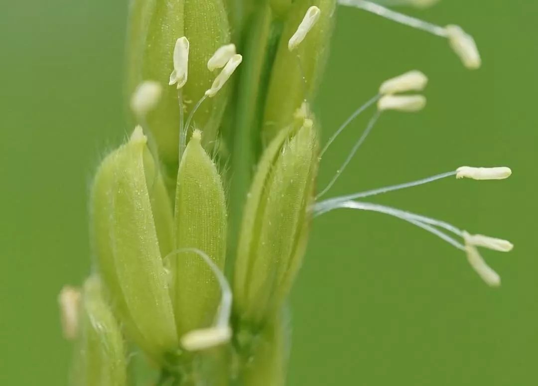 水稻的花非常小, 圆锥形的花序,从枝头一路往下, 花授粉后结成种子,就