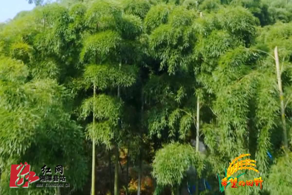 湘潭县茶恩寺镇 凭竹而起因竹而兴 竹木产业成支柱 生产