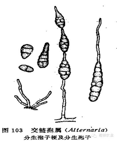 链格孢菌形态结构图图片
