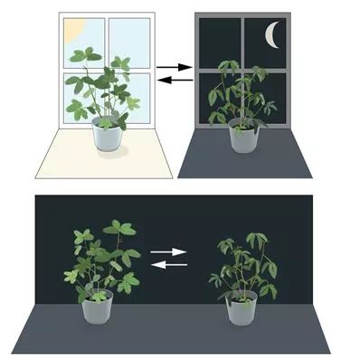 梵高|生存的痛苦和虚无：梵高一生画的每双鞋子都诉说着自己内心深处的秘密