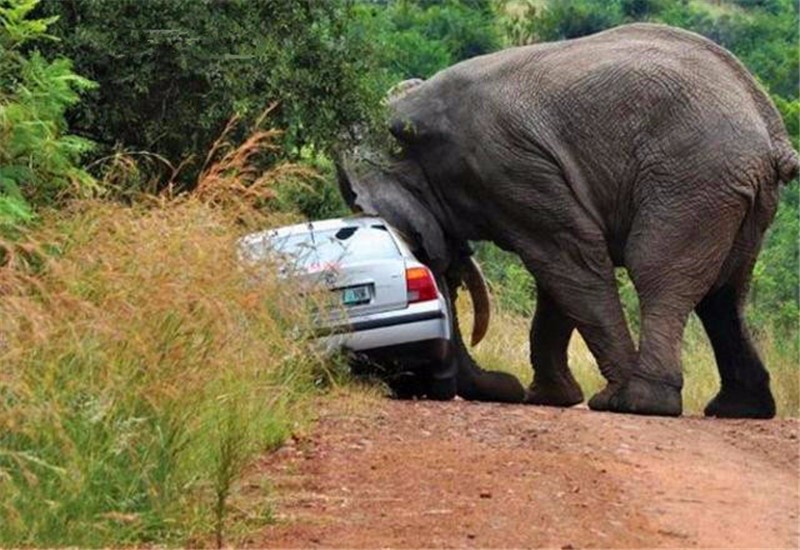 喇叭声惹怒大象,连人带车被大象推挤,最后一屁股坐在车顶上