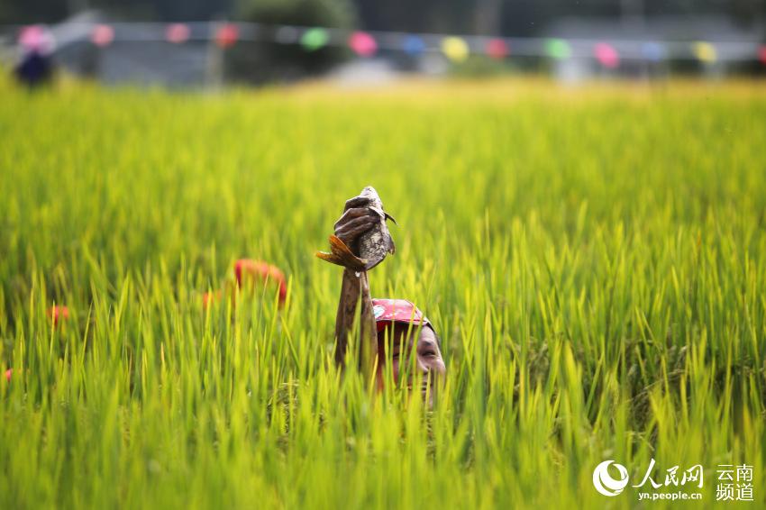 龙江稻花鱼节图片