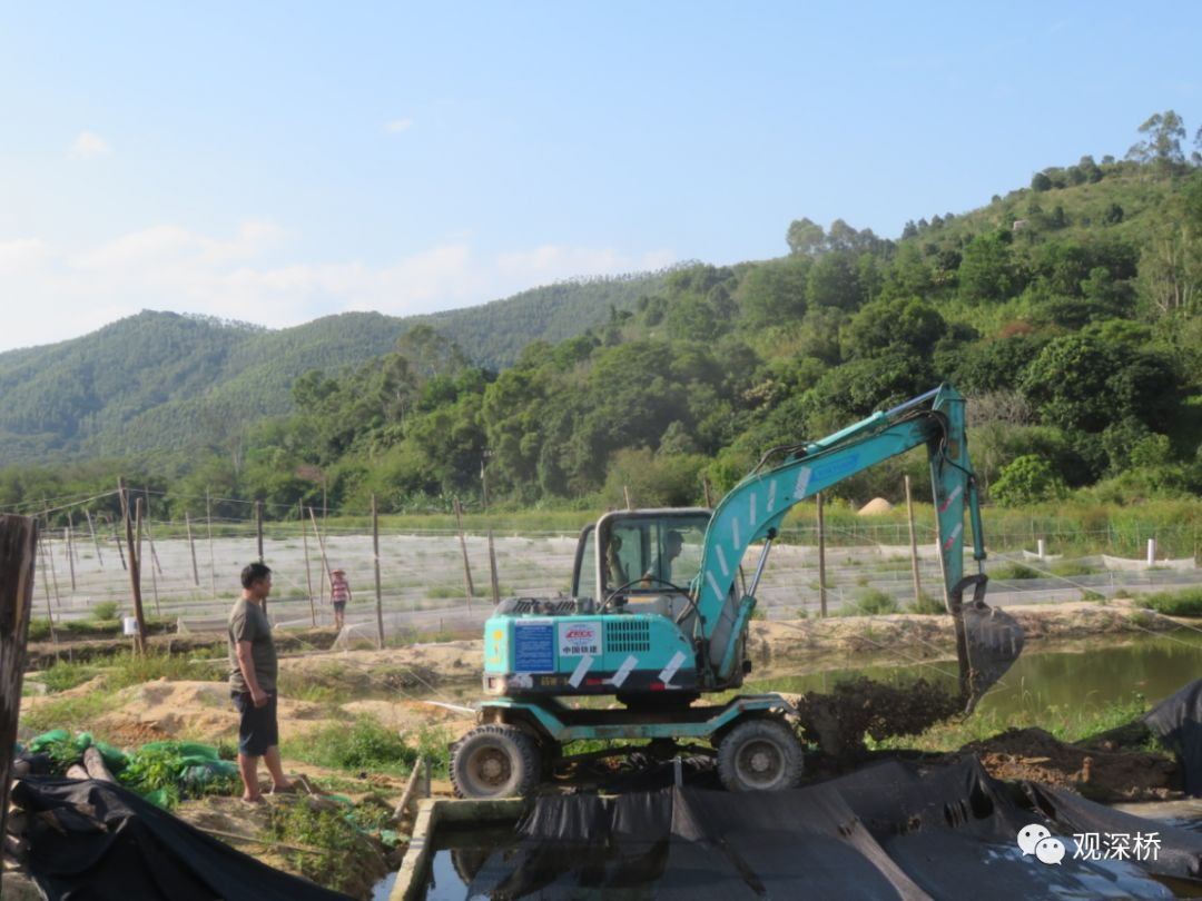 深桥镇节前重拳出击拆除整治牛蛙养殖